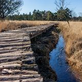 Wanderweg auf Holzbohlen durch das Moor