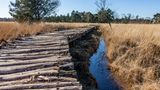 Wanderweg auf Holzbohlen durch das Moor