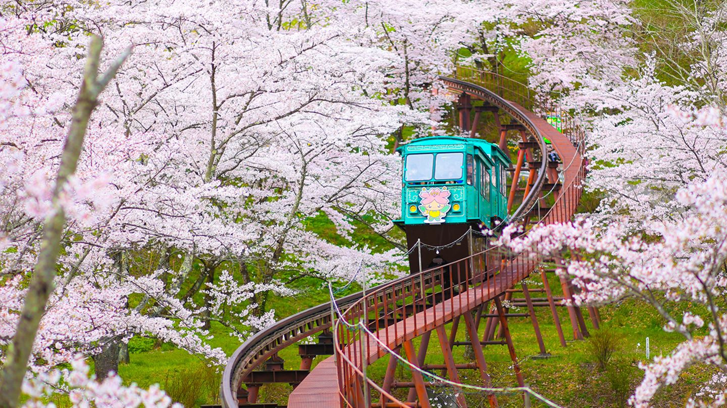 Funaoka-Park: Japans Kirschblüte in voller Pracht Funaoka, Japan
