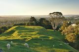 Schafe am One Tree Hill im Cornwall Park