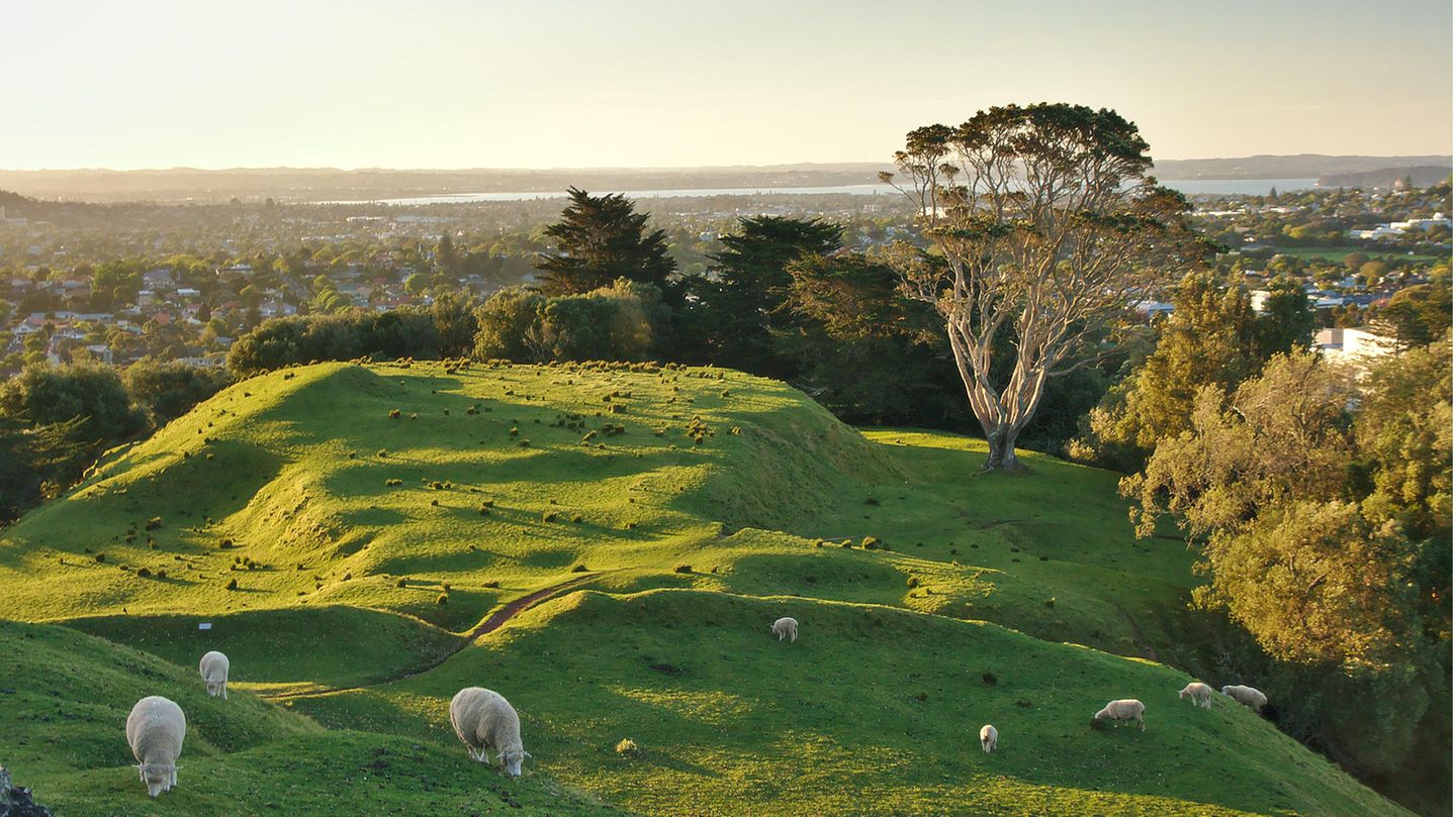 Schafe am One Tree Hill im Cornwall Park