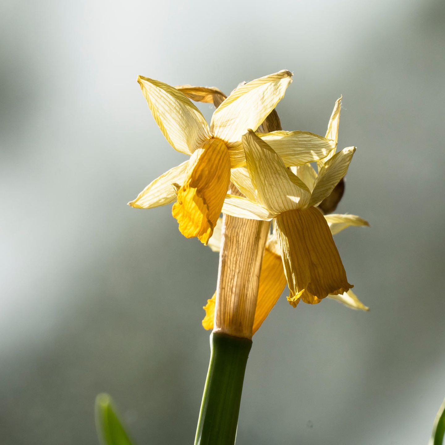 Sieht nicht mehr gut aus: verblühte Narzisse