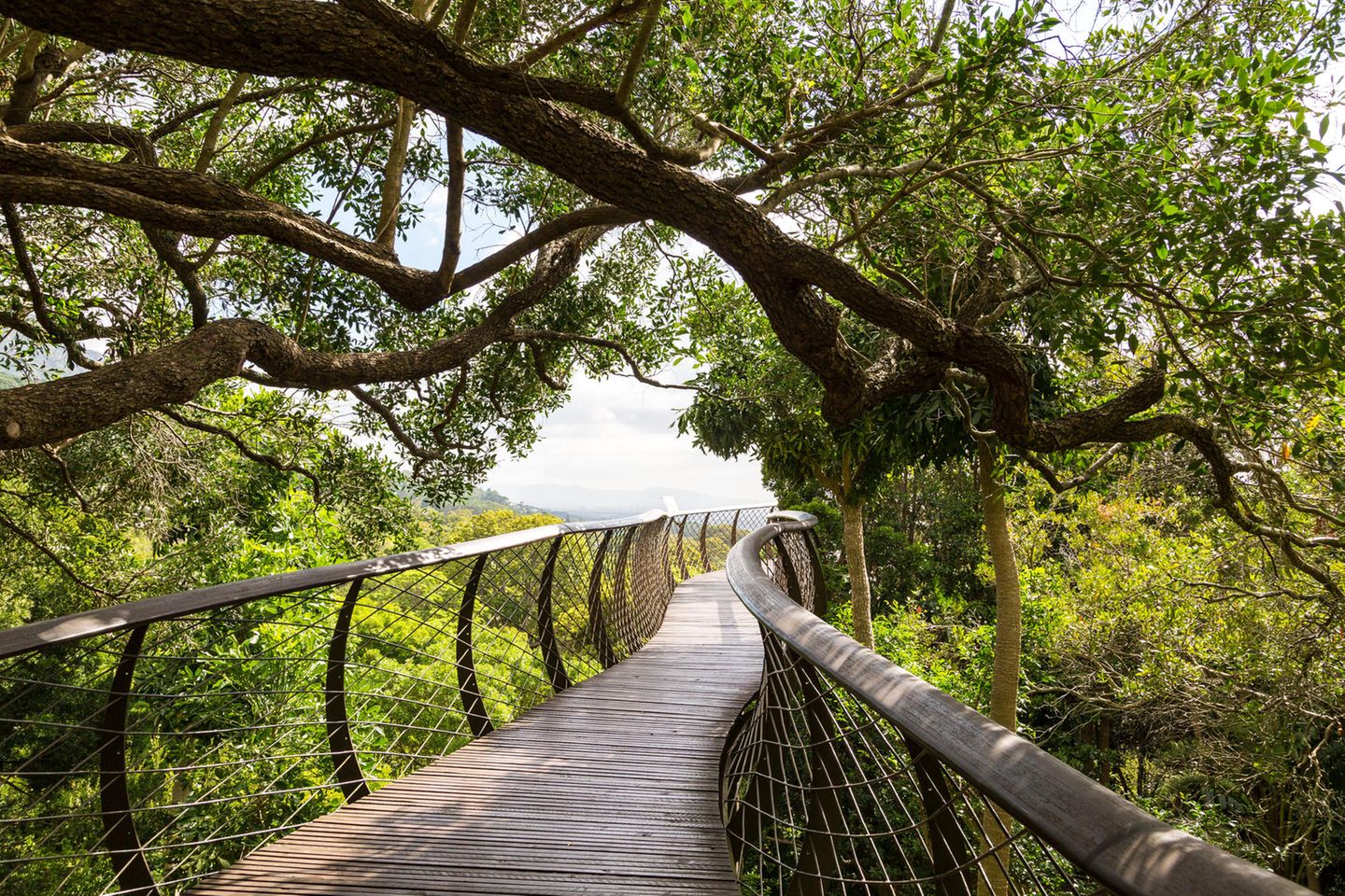 Kirstenbosch Botanischer Garten Artenreichtum in Kapstadt [GEO]
