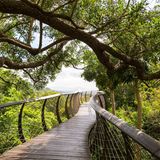Baumwipfelpfad im Kirstenbosch National Botanical Garden, Kapstadt