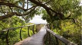 Baumwipfelpfad im Kirstenbosch National Botanical Garden, Kapstadt