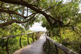 Baumwipfelpfad im Kirstenbosch National Botanical Garden, Kapstadt