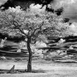 Geparden durchstreifen das Land. Das zweitgrößte Naturschutzgebiet der Masai Mara, das Mara Naboisho Conservancy, hat eine der höchsten Konzentrationen an Wildtieren in der Masai Mara-Region  Ken Geiger ist Fotograf und wurde mit dem Pulitzer-Preis ausgezeichnet. Er war Deputy Director of Photography der Zeitschrift National Geographic. 
