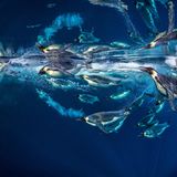 Kaiserpinguine setzen Millionen von Mikrobläschen aus ihren Federn frei, die ihren Körper schmieren und die Reibung verringern, wenn sie durch die kalten Gewässer der Antarktis rasen. Diese einzigartige Fähigkeit ermöglicht es ihnen, bis zu dreimal so schnell zu schwimmen wie sonst, und hilft ihnen bei der Flucht vor hungrigen Leopardenrobben, die in den Tiefen lauern.      Paul Nicklen ist ein kanadischer Fotograf, Filmemacher und Meeresbiologe, der seit über zwanzig Jahren die Schönheit und Not unseres Planeten dokumentiert. Als Auftragsfotograf für das National Geographic Magazin und Sony Artisan of Imagery weckt Nicklen die Fantasie eines weltweiten Publikums.  Das Foto kann bei Vital Impacts erstanden werden. Der Erlös geht zu 100 % an die Hilfsorganisation Direct Relief, die momentan in der Ukraine im Einsatz ist.