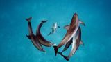 Gefleckte Delfine (Stenella Frontalis) in den Gewässern um Bimini auf den Bahamas.      Brian Skerry ist ein Fotojournalist und Filmproduzent, der sich auf Meerestiere und Unterwasserwelten spezialisiert hat. Seit 1998 ist er Vertragsfotograf für das National Geographic Magazine und berichtet von allen Kontinenten und über fast jede Meereslebensraum.