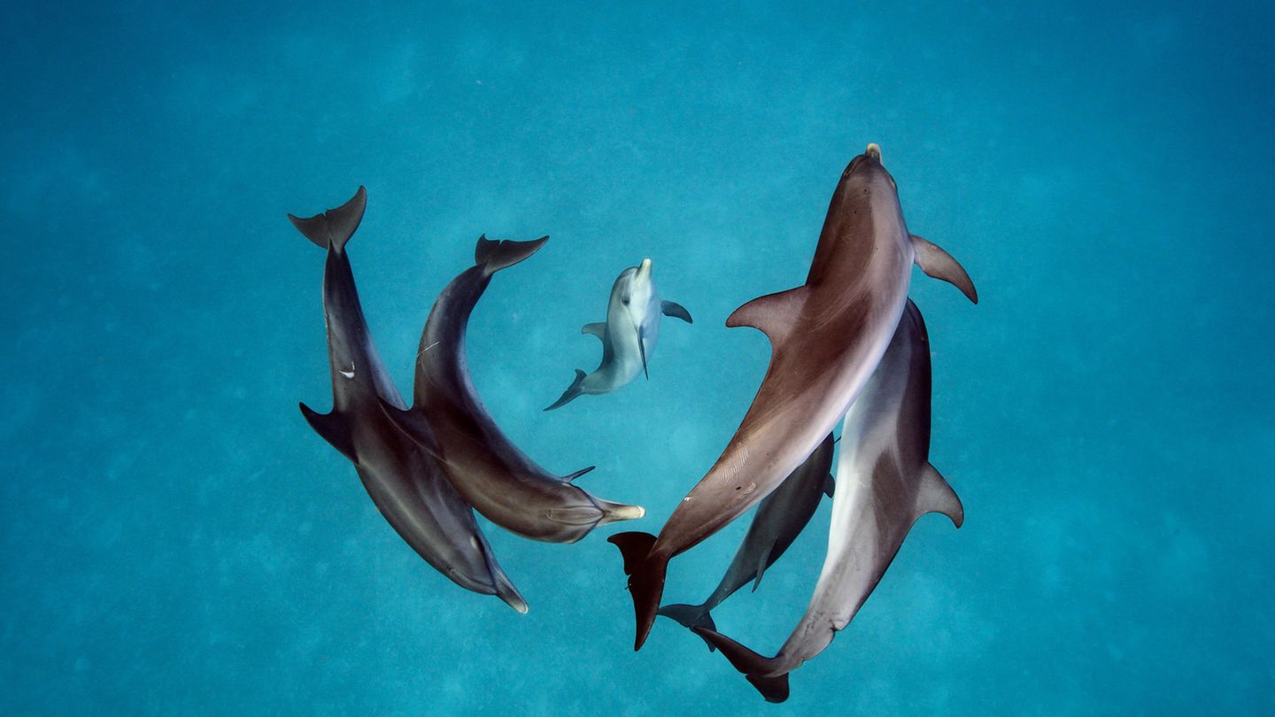"Spotted Dolphins" von Brian Skerry Gefleckte Delfine (Stenella Frontalis) in den Gewässern um Bimini auf den Bahamas. Brian Skerry ist ein Fotojournalist und Filmproduzent, der sich auf Meerestiere und Unterwasserwelten spezialisiert hat. Seit 1998 ist er Vertragsfotograf für das National Geographic Magazine und berichtet von allen Kontinenten und über fast jede Meereslebensraum.