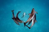 Gefleckte Delfine (Stenella Frontalis) in den Gewässern um Bimini auf den Bahamas.      Brian Skerry ist ein Fotojournalist und Filmproduzent, der sich auf Meerestiere und Unterwasserwelten spezialisiert hat. Seit 1998 ist er Vertragsfotograf für das National Geographic Magazine und berichtet von allen Kontinenten und über fast jede Meereslebensraum.