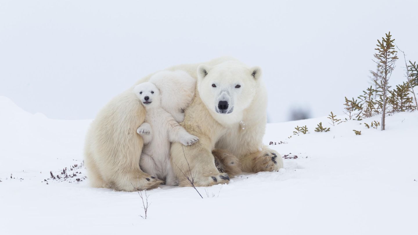 "Polar Bear Mother with Cubs" von Norbert Rosing Eine Eisbärenmutter mit Zwillingen ruht sich aus. Die Jungtiere suchen die Nähe und Wärme der Mutter und geben dabei ein faszinierendes Bild ab. Norbert Rosings große Geschichte „Im Reich der Eisbären“ begann im Frühjahr 1988. Seitdem ist das Thema Arktis seine Leidenschaft. Mehr als fünfzig Reisen führten ihn nach Nordkanada, Spitzbergen und Grönland – immer ganz nah ran an die Wunder dieser atemberaubenden Welt.