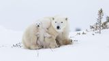 Eine Eisbärenmutter mit Zwillingen ruht sich aus. Die Jungtiere suchen die Nähe und Wärme der Mutter und geben dabei ein faszinierendes Bild ab.      Norbert Rosings große Geschichte „Im Reich der Eisbären“ begann im Frühjahr 1988. Seitdem ist das Thema Arktis seine Leidenschaft. Mehr als fünfzig Reisen führten ihn nach Nordkanada, Spitzbergen und Grönland – immer ganz nah ran an die Wunder dieser atemberaubenden Welt.