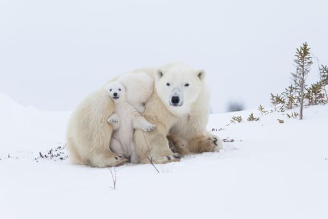Eine Eisbärenmutter mit Zwillingen ruht sich aus. Die Jungtiere suchen die Nähe und Wärme der Mutter und geben dabei ein faszinierendes Bild ab.      Norbert Rosings große Geschichte „Im Reich der Eisbären“ begann im Frühjahr 1988. Seitdem ist das Thema Arktis seine Leidenschaft. Mehr als fünfzig Reisen führten ihn nach Nordkanada, Spitzbergen und Grönland – immer ganz nah ran an die Wunder dieser atemberaubenden Welt.