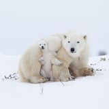 Eine Eisbärenmutter mit Zwillingen ruht sich aus. Die Jungtiere suchen die Nähe und Wärme der Mutter und geben dabei ein faszinierendes Bild ab.      Norbert Rosings große Geschichte „Im Reich der Eisbären“ begann im Frühjahr 1988. Seitdem ist das Thema Arktis seine Leidenschaft. Mehr als fünfzig Reisen führten ihn nach Nordkanada, Spitzbergen und Grönland – immer ganz nah ran an die Wunder dieser atemberaubenden Welt.