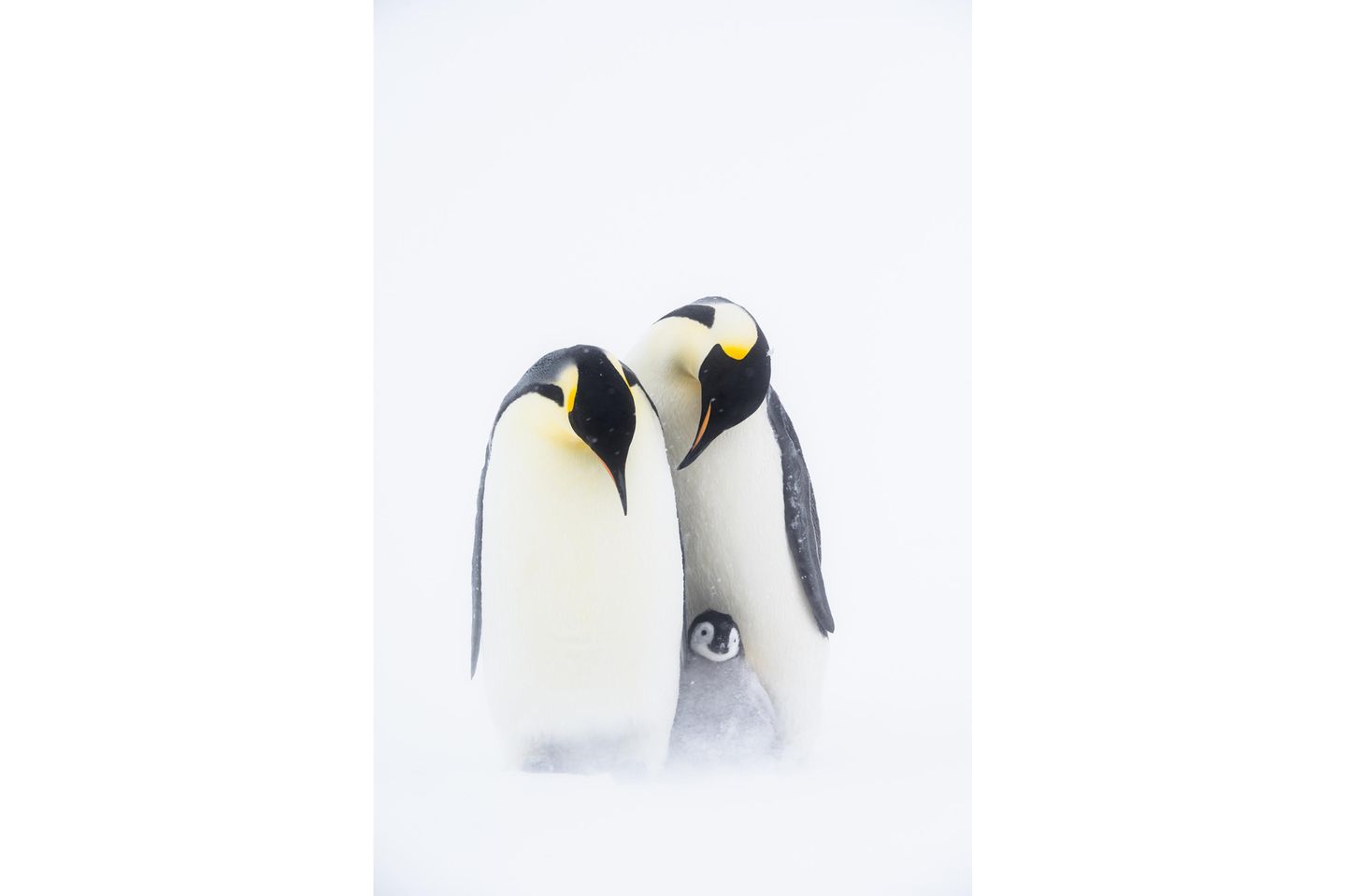 Kaiserpinguine schaffen eine einzigartige und starke Familienbindung zwischen allen Mitgliedern, die deutlich wird, wenn sie miteinander interagieren. Besonders bei schlechtem Wetter schützen die Eltern den Nachwuchs vor direktem Wind und vor Schneeverwehungen. Wenn beide Elternteile gleichzeitig anwesend sind, stehen sie manchmal sogar in einer Halbkreisformation um ihr Küken und schützen es so vor dem Wetter.      Stefan Christmann ist Naturfotograf und -filmer aus Deutschland.Mit der Poesie seiner Bilder und seinen emotionalen Geschichten über den Kontinent am Ende der Welt will Christmann die besondere Schönheit und Verletzlichkeit der Polarregionen sichtbar machen. Seine aktive Aufklärungsarbeit soll nicht nur den Kaiserpinguinen, sondern auch ihrem bedrohten Lebensraum Antarktis zugute kommen.