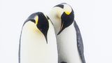 Kaiserpinguine schaffen eine einzigartige und starke Familienbindung zwischen allen Mitgliedern, die deutlich wird, wenn sie miteinander interagieren. Besonders bei schlechtem Wetter schützen die Eltern den Nachwuchs vor direktem Wind und vor Schneeverwehungen. Wenn beide Elternteile gleichzeitig anwesend sind, stehen sie manchmal sogar in einer Halbkreisformation um ihr Küken und schützen es so vor dem Wetter.      Stefan Christmann ist Naturfotograf und -filmer aus Deutschland.Mit der Poesie seiner Bilder und seinen emotionalen Geschichten über den Kontinent am Ende der Welt will Christmann die besondere Schönheit und Verletzlichkeit der Polarregionen sichtbar machen. Seine aktive Aufklärungsarbeit soll nicht nur den Kaiserpinguinen, sondern auch ihrem bedrohten Lebensraum Antarktis zugute kommen.