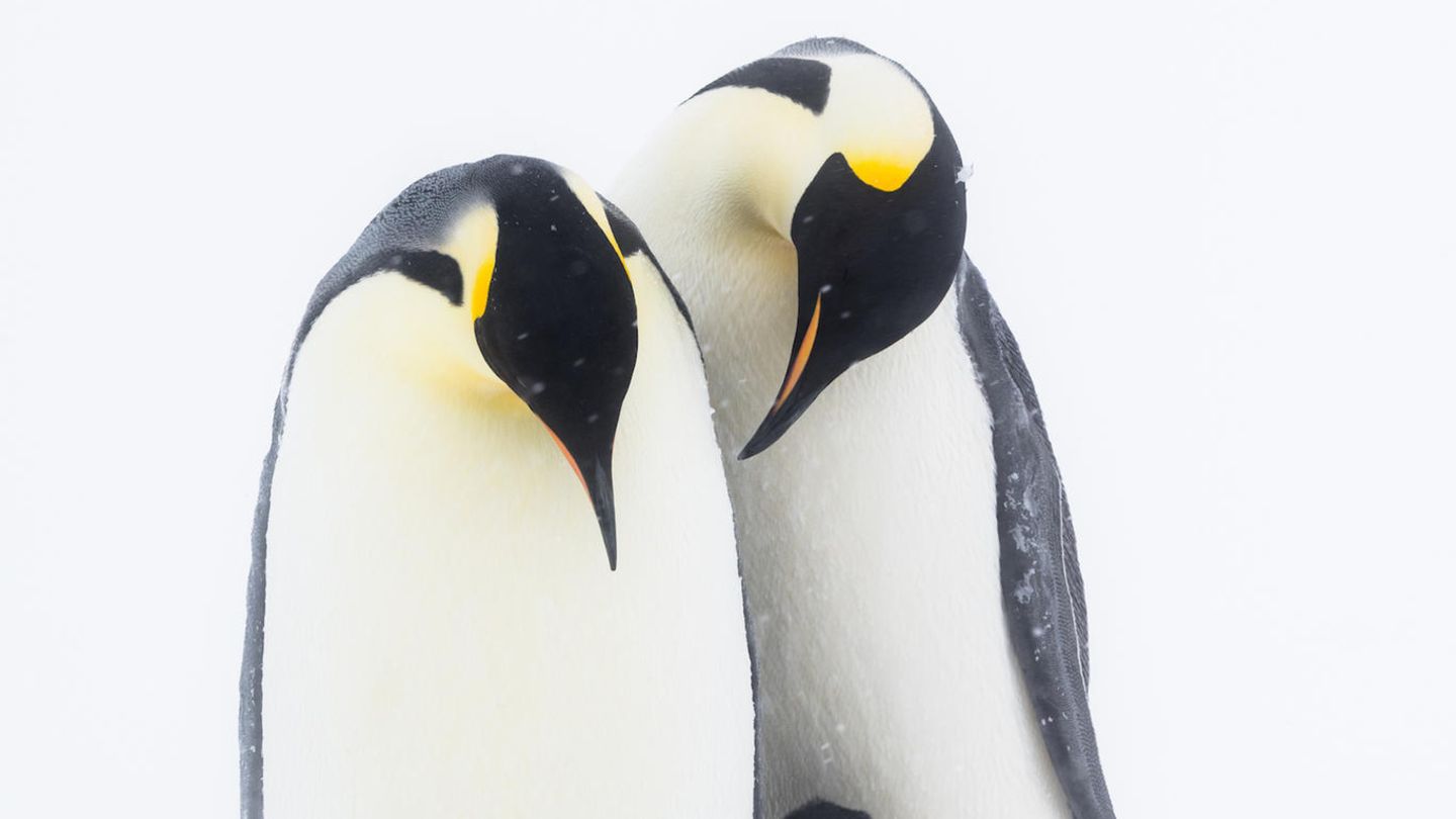 "Reunited" von Stefan Christmann Kaiserpinguine schaffen eine einzigartige und starke Familienbindung zwischen allen Mitgliedern, die deutlich wird, wenn sie miteinander interagieren. Besonders bei schlechtem Wetter schützen die Eltern den Nachwuchs vor direktem Wind und vor Schneeverwehungen. Wenn beide Elternteile gleichzeitig anwesend sind, stehen sie manchmal sogar in einer Halbkreisformation um ihr Küken und schützen es so vor dem Wetter. Stefan Christmann ist Naturfotograf und -filmer aus Deutschland.Mit der Poesie seiner Bilder und seinen emotionalen Geschichten über den Kontinent am Ende der Welt will Christmann die besondere Schönheit und Verletzlichkeit der Polarregionen sichtbar machen. Seine aktive Aufklärungsarbeit soll nicht nur den Kaiserpinguinen, sondern auch ihrem bedrohten Lebensraum Antarktis zugute kommen.