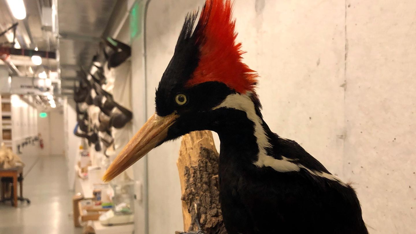 Gilt seit 2021 als ausgestorben: Ein ausgestopfter Elfenbeinspecht in der California Academy of Sciences in San Francisco