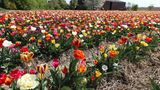 Buntes Tulpenfeld