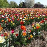 Buntes Tulpenfeld