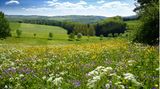 Blumenwiese mit blauem Himmel