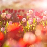 Rote und rosafarbene Tulpen in Abendlicht