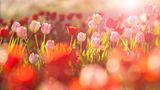 Rote und rosafarbene Tulpen in Abendlicht