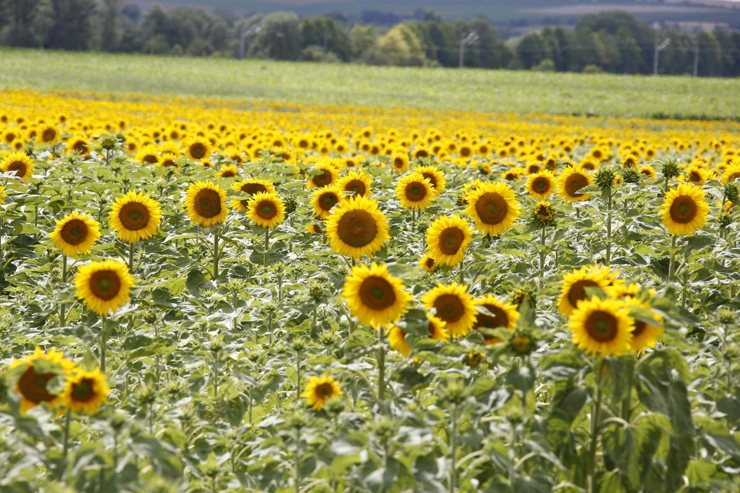 Sonnenblumen im Thüringer Becken Sonnenblumenfeld