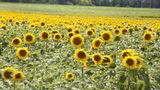 Sonnenblumenfeld