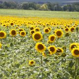 Sonnenblumenfeld