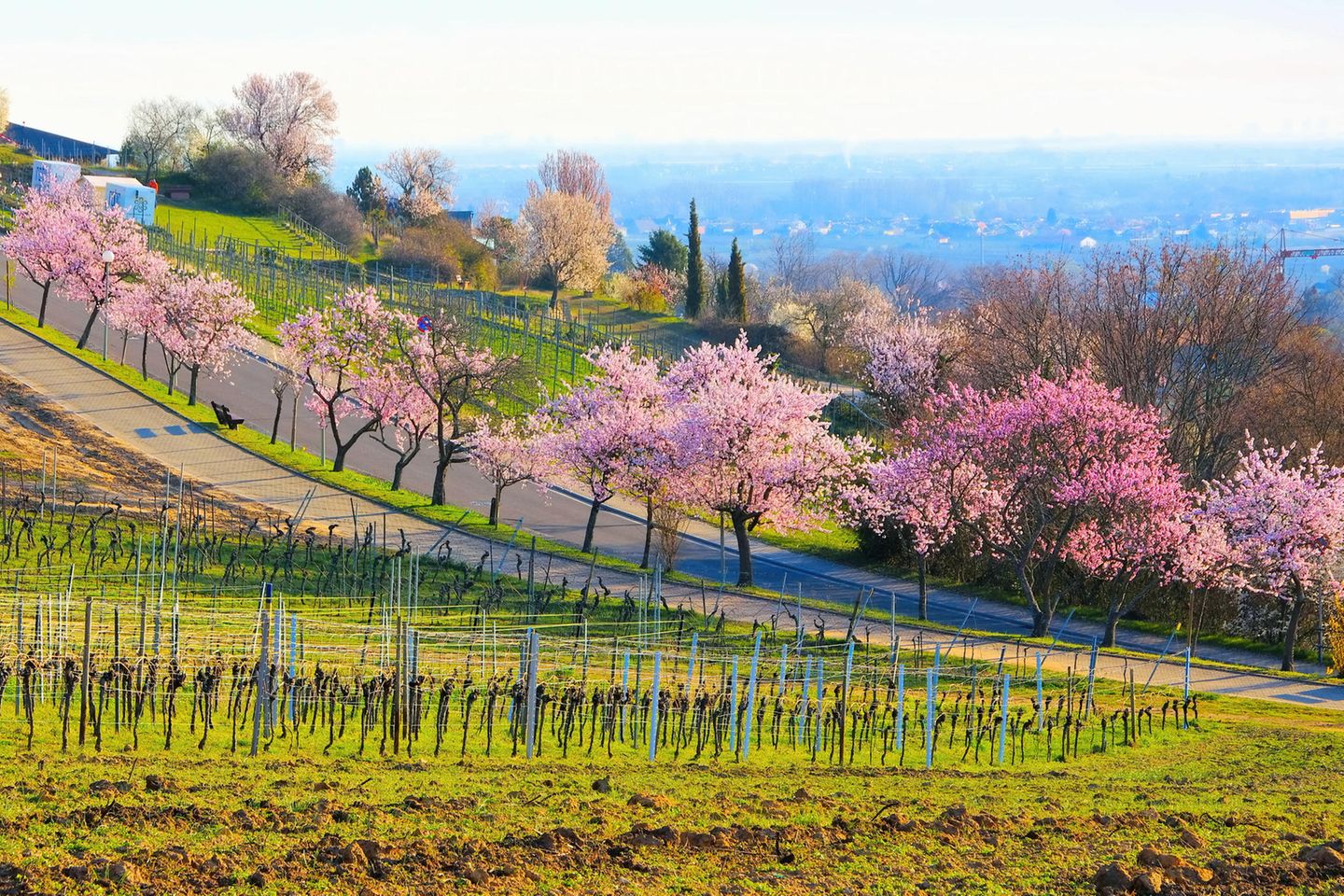 Mandelblüte in Gimmeldingen Blühende Mandelbäume an einem Hang