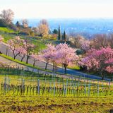 Blühende Mandelbäume an einem Hang