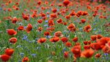 Blühender roter Mohn