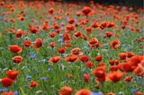 Blühender roter Mohn