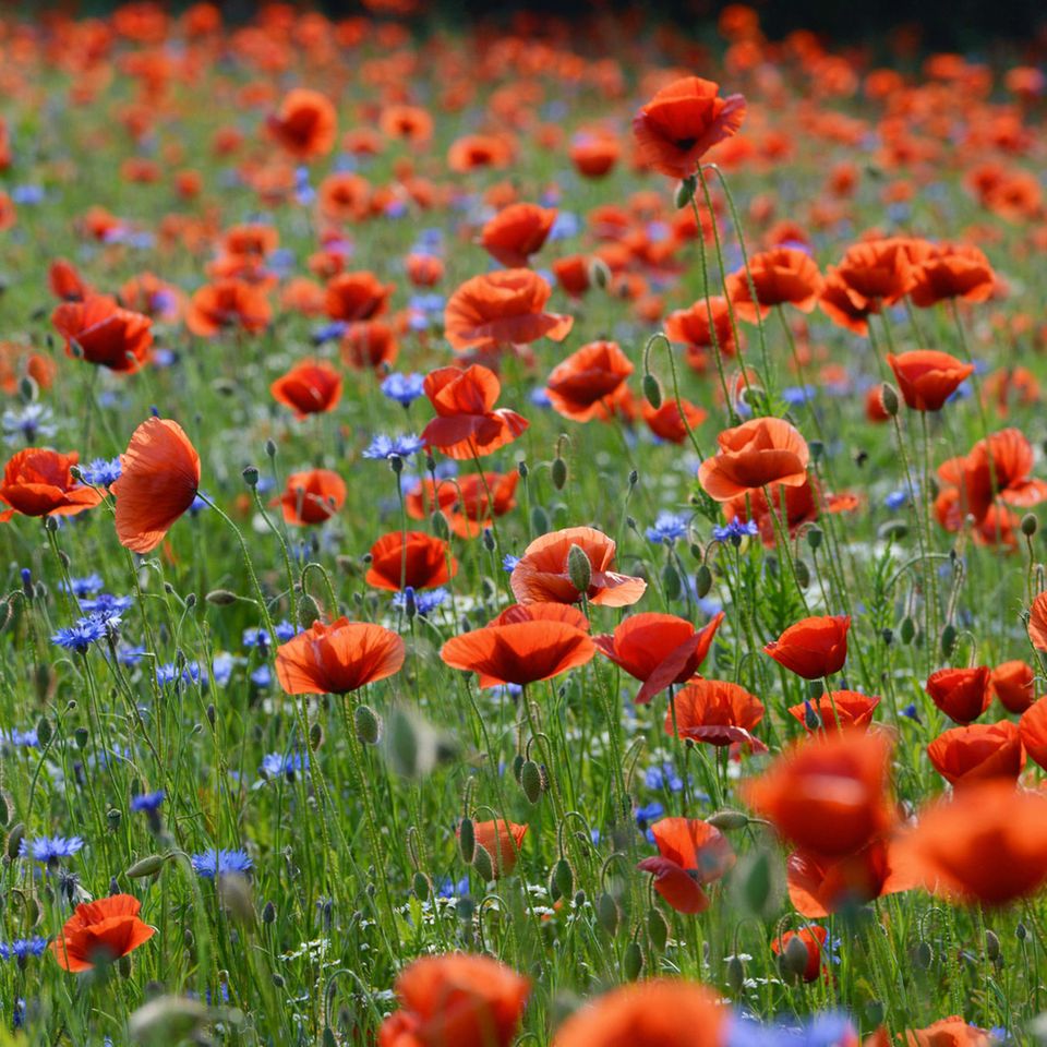 Blühender roter Mohn