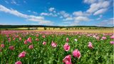 Rosa Mohn mit blauem Himmel