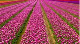 Degenhardt Tulpenfelder bei Neuss