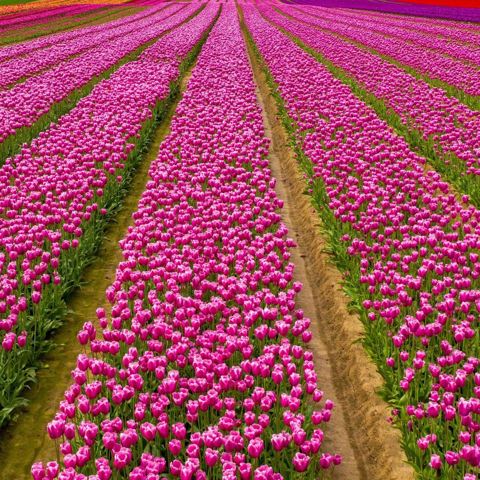 Degenhardt Tulpenfelder bei Neuss