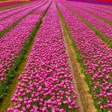 Degenhardt Tulpenfelder bei Neuss