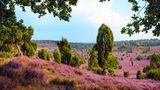 Blühende Lüneburger Heide