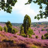 Blühende Lüneburger Heide