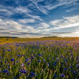 Kornblumenfeld mit blauem Himmel