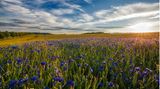 Kornblumenfeld mit blauem Himmel