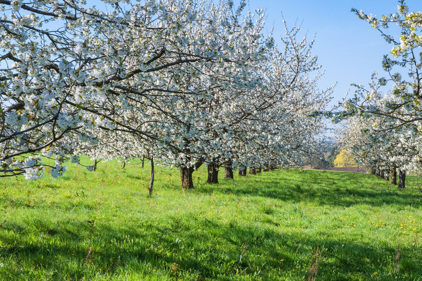 Blühende Kirschbäume auf einer Plantage
