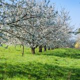 Blühende Kirschbäume auf einer Plantage