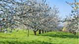 Blühende Kirschbäume auf einer Plantage