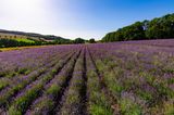 Lavendelfeld mit blauem Himmel