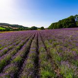 Lavendelfeld mit blauem Himmel