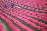 Pinkes Tulpenfeld mit zwei Menschen drauf
